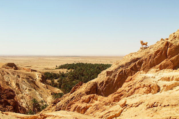 Foto een oase in de hete woestijn van de sahara, tunesië