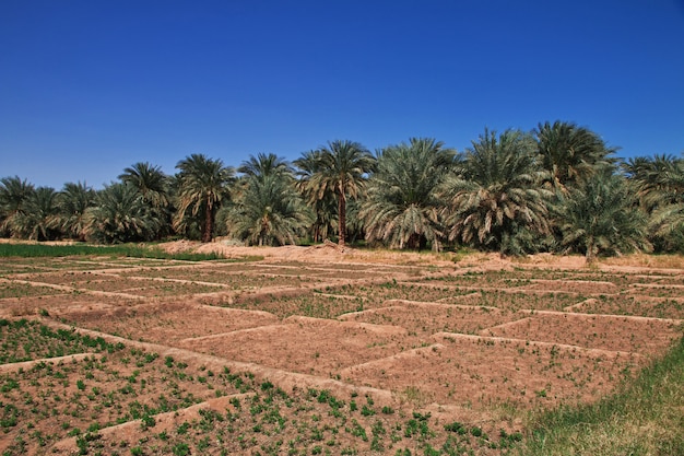 Een oase in de Sahara woestijn, Afrika