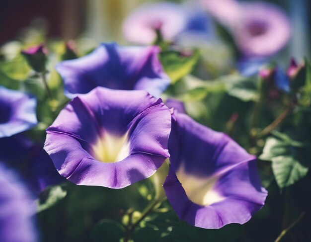 Foto een ochtendglorie bloemen