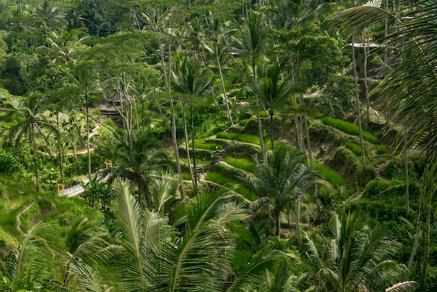 Een oerwoudtafereel met kokospalmen en rijstterrassen.