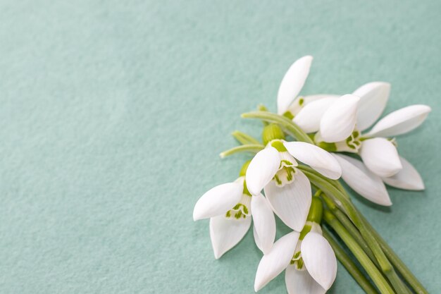 een of een boeket sneeuwklokjes op een witte grijze of groene achtergrond hallo lente concept vrije ruimte