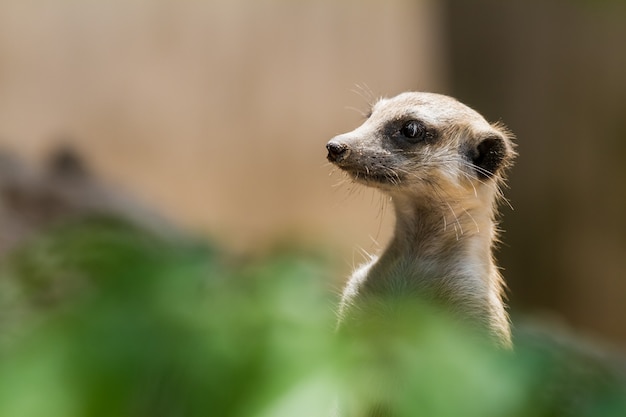 Een ogende meerkat