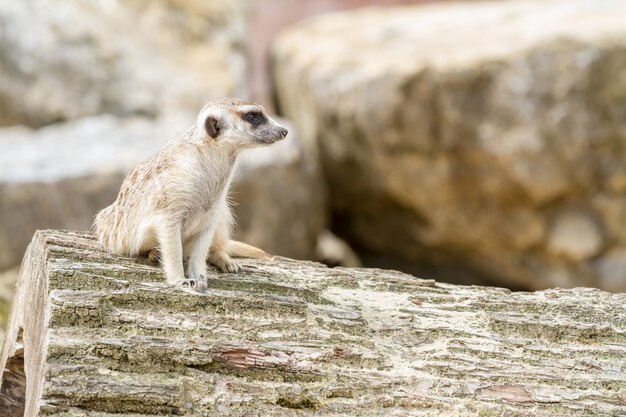 Een ogende meerkat