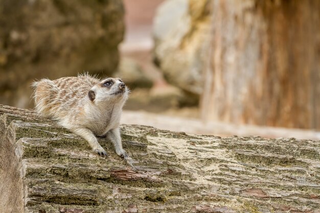 Een ogende meerkat