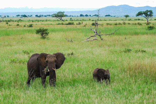 Een olifant en een baby