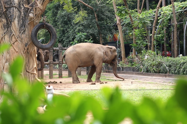 Een olifant in de Botanische Tuin