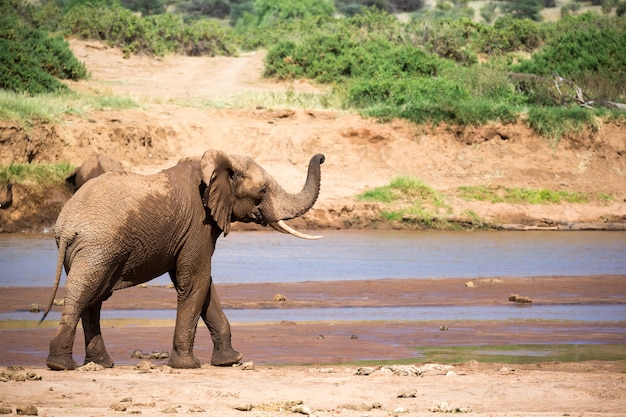 Een olifantenfamilie aan de oevers van een rivier midden in het Nationaal Park