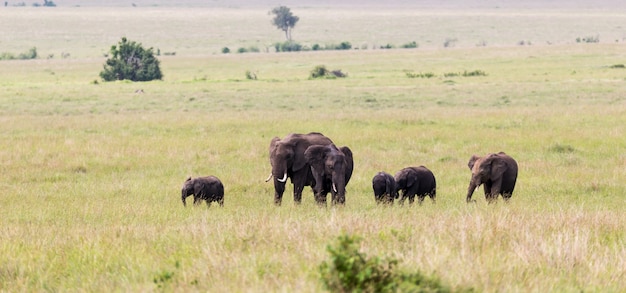 Een olifantenfamilie op weg door de Keniaanse savanne