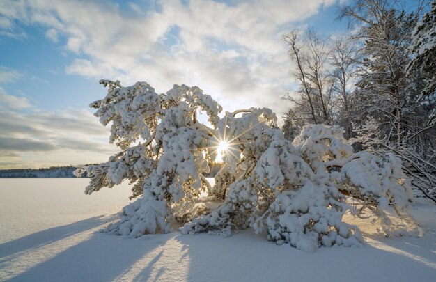 Een omgevallen boom in de sneeuw en het zonlicht op een bevroren meer.