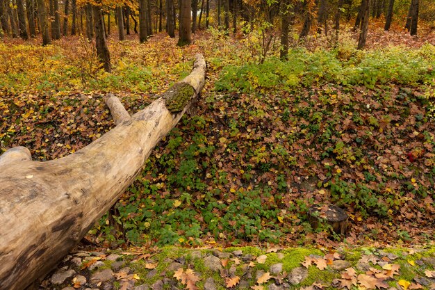 Foto een omgevallen boom over een ravijn wordt gebruikt als natuurlijke brug