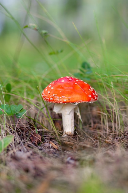 Een oneetbare paddenstoel is een rode vliegenzwam in de buurt van een boom. Bos giftige paddenstoel rode vliegenzwam. Mooie bosachtergrond met een rood paddestoelclose-up.