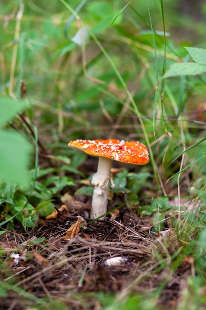 Een oneetbare paddenstoel is een rode vliegenzwam in de buurt van een boom. bos giftige paddenstoel rode vliegenzwam. mooie bosachtergrond met een rood paddestoelclose-up.