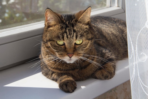 Een ontevreden trieste kat ligt op de vensterbank