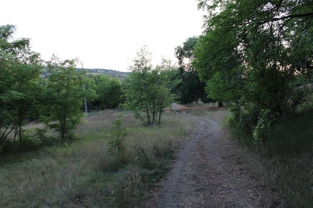 Een onverharde weg door een grasveld