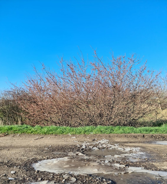 Een onverharde weg met een boom met roze bloemen erop.