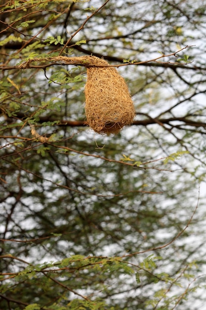 Een onvolledig vogelnest dat aan een boom hangt