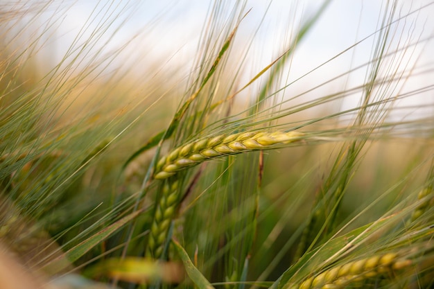 Een oor van rogge of tarwe in de weide van veldrogge die op de wind beweegt