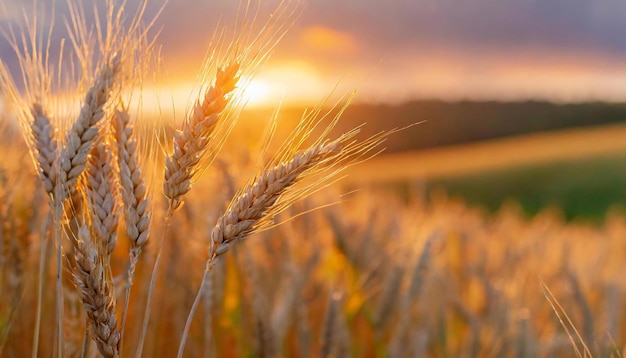 Een oor van tarwe close-up in een veld in het avondzonlicht Zonsondergang over de velden