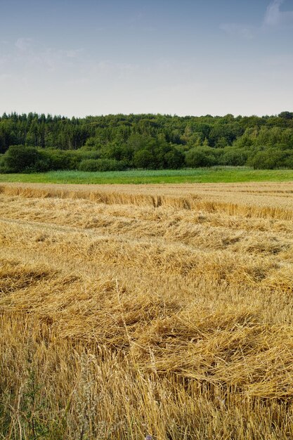 Een open korenveld of weide met bruin gras en groene bomen tegen de horizon onder een heldere blauwe lucht kopieerruimte in de zomer Groot stuk landbouwgrond op een biologische en duurzame boerderij