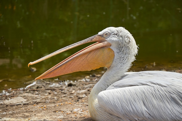 Een open mond van de pelikaanzitting