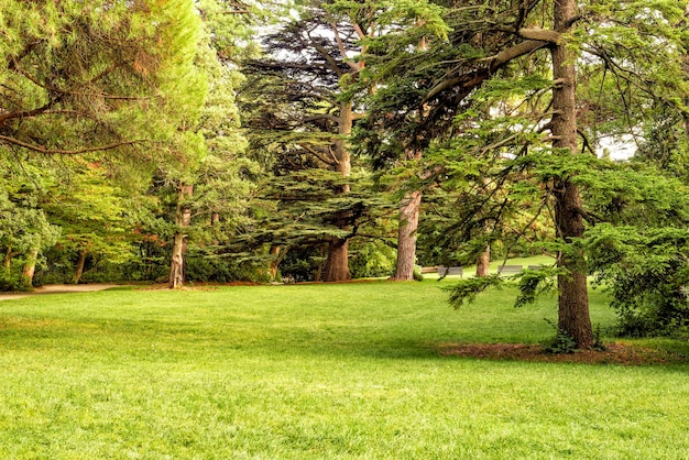 Een open plek in een oud park met groen gras