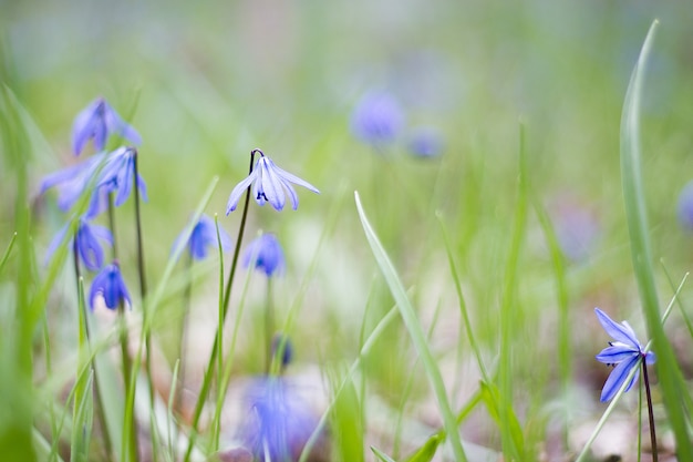 Een open plek met blauwe bloemen, een open plek met fragiele bloemen, de eerste bloemen van de lente