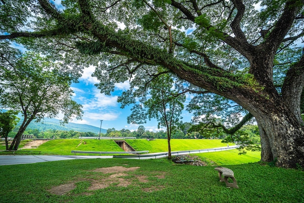 Een openbare plaats vrijetijdsreizen breed grasveld en groot boomlandschap in Park om te ontspannen met in de natuur bos Uitzicht op de bergen lente bewolkte hemelachtergrond met witte wolk in de Universiteit van Chiang Mai