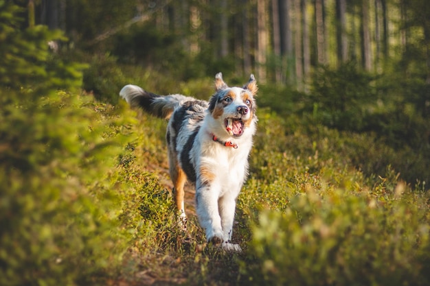 Een openhartig portret van een Australische herdershondje tijdens een wandeling in het bos met een vreugdevolle uitdrukking