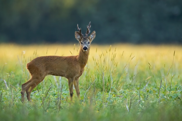 Een oplettende reeënbok die zich op de bloeiende weide bevinden