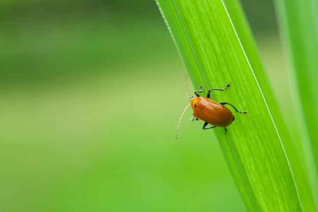 Een oranje Aulacophora-kever