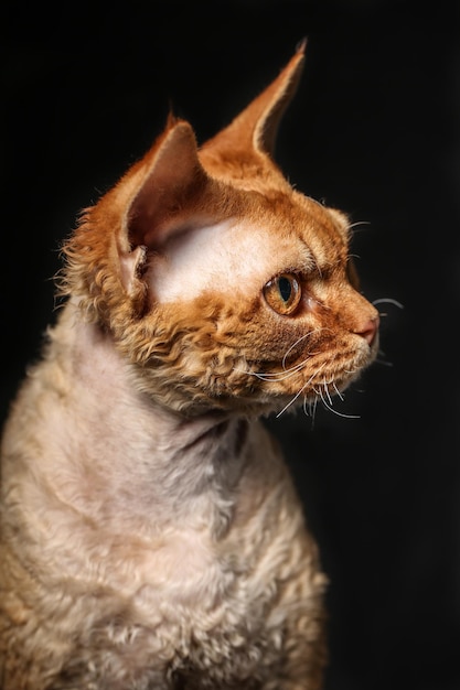 een oranje Devon Rex kat