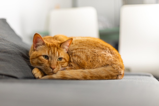 Een oranje gestreepte kat die thuis op de bank ontspant