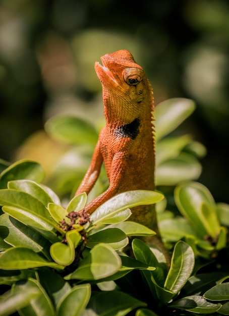 Een oranje kameleon op de struik in een tuin