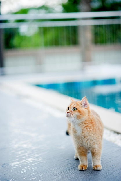 Een oranje kat loopt thuis op de grond bij het zwembad