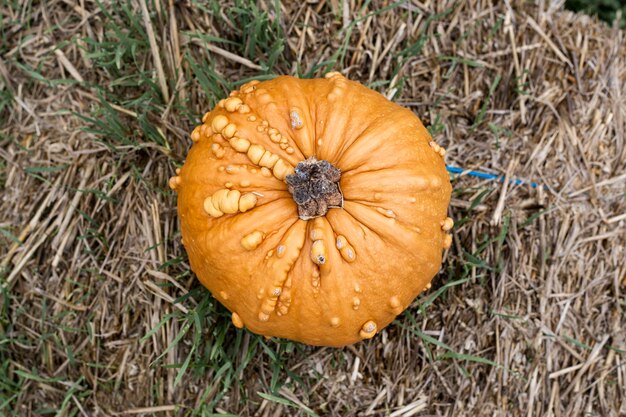 Een oranje pompoen op een rietje Bovenaanzicht plat lag