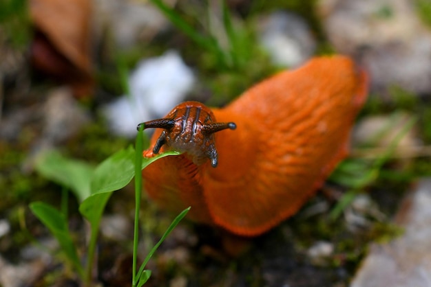 Een oranje slak die een groen blad eet