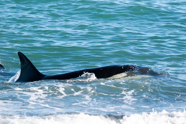 Een orka die op zeeleeuwen jaagt aan de kust van Paragonie, Patagonië, Argentinië.