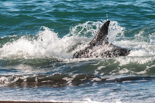 Een orka die op zeeleeuwen jaagt aan de kust van Paragonie, Patagonië, Argentinië.