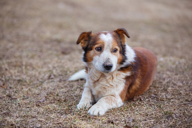 een oude droevige bastaardhond die op de grond ligt te wachten op zijn baasje