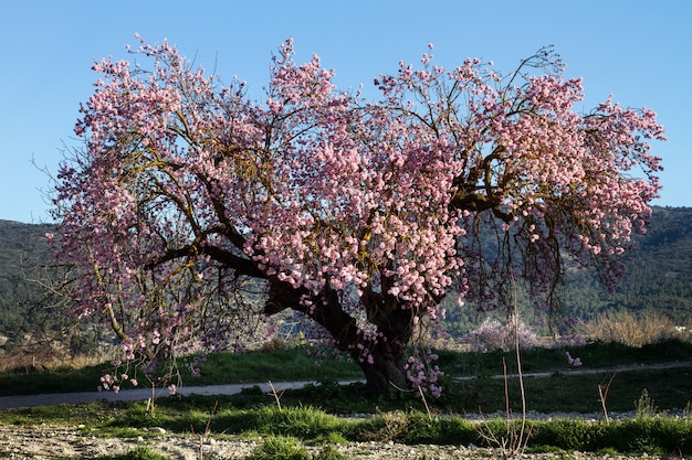 Een oude en grote amandelboom in bloei op een zonnige dag