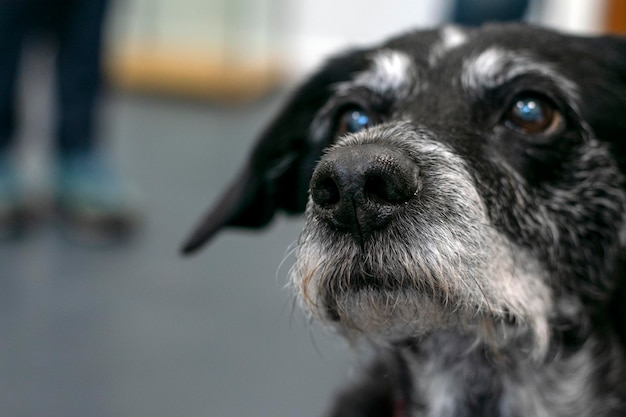 Een oude hond die in een hondenasiel woont Focus op de neus