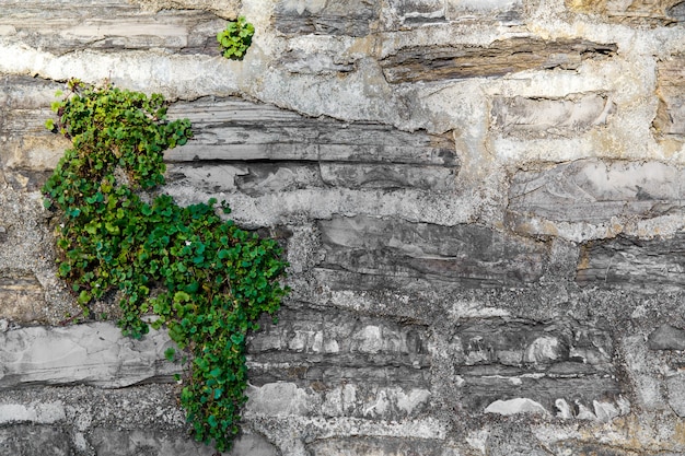 Een oude met klimop begroeide muur in een stenen huis aan een straat in varenna, een klein stadje aan het comomeer, italië