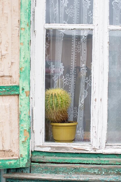 Een oude potcactus groeit in een oud raam met een versleten houten frame