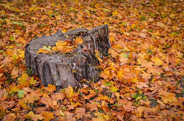 Een oude stomp en gevallen bladeren op de grond. Herfstseizoen.