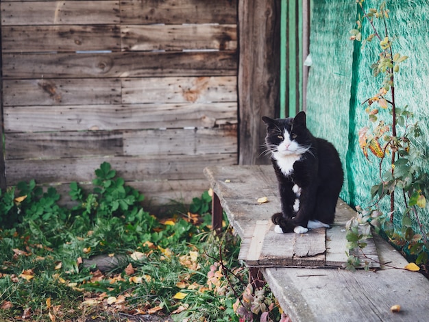 Een oude zwart-witte kat zit op een bankje in het dorp.