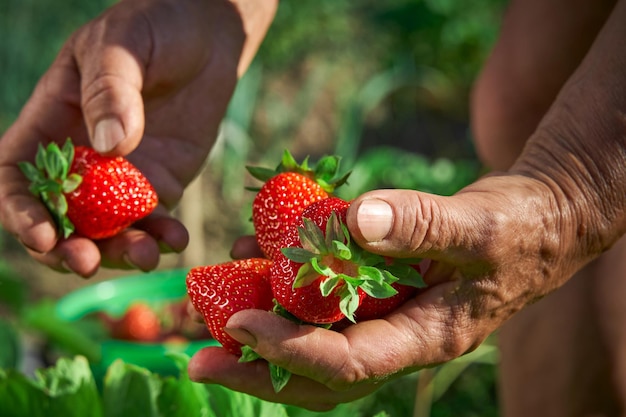 Een oudere boerin verzamelt een oogst rijpe aardbeien Een handvol bessen in de handen