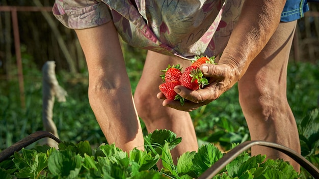 Een oudere boerin verzamelt een oogst rijpe aardbeien een handvol bessen in de handen