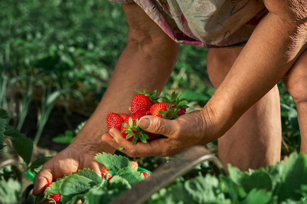 Een oudere boerin verzamelt een oogst rijpe aardbeien Een handvol bessen in de handen