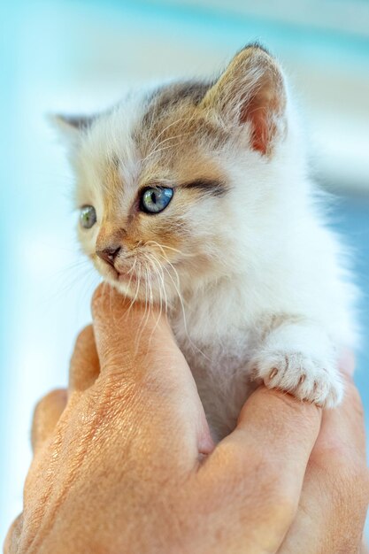 Een oudere vrouw houdt een klein schattig katje in haar handen