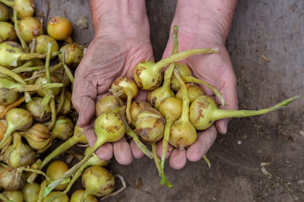 Een oudere vrouw houdt verschillende bollen in haar handen tegen de achtergrond van het bureaublad en de oogst.